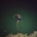 jamshedpur-rural-corona-बहरागोड़ा प्रखंड के बोरागड़िया गांव के कंटेनमेंट जोन में एक ही परिवार के सात लोग हुए कोरोना पोजेटिव, लोगों में दहशत
