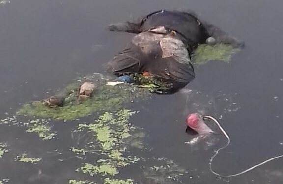 jamshedpur-body-found-in-river-कदमा में खरकई नदी से मिले शव कि हई पहचान, रविवार से रामजन्मनगर से था गायब, हत्या की आशंका jamshedpur-body-found-in-river-कदमा में खरकई नदी से मिले शव कि हई पहचान, रविवार से रामजन्मनगर से था गायब, हत्या की आशंका