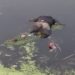 jamshedpur-body-found-in-river-कदमा में खरकई नदी से मिले शव कि हई पहचान, रविवार से रामजन्मनगर से था गायब, हत्या की आशंका