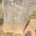 jharkhand-mass-killing-झारखंड में नई सरकार के आने के बाद शुरू हुई पथलगढ़ी का खेल, सारंडा के जंगलों के गांव-गांव में लग चुके है पथलगढ़ी-स्वशाशन के पत्थर, सरकार बनते ही पथलगढ़ी के पुराने केस वापस लिए थे हेमंत सोरेन सरकार