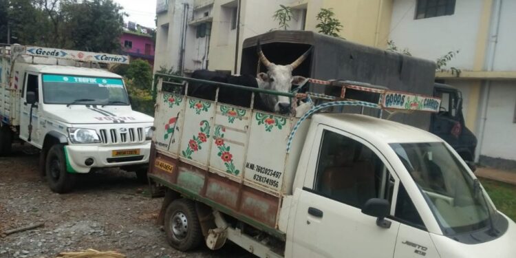 चाकुलिया पुलिस ने बैल से लदा दो वाहन को पकड़ा, सात गिरफ्तार, एक फरार