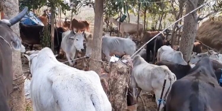 jamshedpur-rural-मुसाबनी पुलिस ने ग्रामीणों के सहयोग से 60 जोड़ा बैल के साथ सात आरोपी गिरफ्तार, सात बाइक को किया जब्त, पुलिस छानबीन में जुटी jamshedpur-rural-मुसाबनी पुलिस ने ग्रामीणों के सहयोग से 60 जोड़ा बैल के साथ सात आरोपी गिरफ्तार, सात बाइक को किया जब्त, पुलिस छानबीन में जुटी