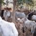jamshedpur-rural-मुसाबनी पुलिस ने ग्रामीणों के सहयोग से 60 जोड़ा बैल के साथ सात आरोपी गिरफ्तार,  सात बाइक को किया जब्त, पुलिस छानबीन में जुटी
