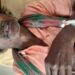 Saraikela-Chandil-Accident : चांडिल में सड़क दुर्घटना, रांची से आ रहे सोनारी के युवक की मौत