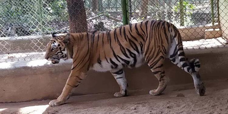 jharkhand-zoo-security-रांची के चिड़ियाघर में सेल्फी लेने के चक्कर में बाघिन के बाड़े में गिरा युवक, बाघ ने गर्दन चीरकर मार डाला, जमशेदपुर चिड़ियाघर में भी हो चुकी है ऐसी घटना, सतर्कता और बढ़ायी गयी