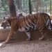 jharkhand-zoo-security-रांची के चिड़ियाघर में सेल्फी लेने के चक्कर में बाघिन के बाड़े में गिरा युवक, बाघ ने गर्दन चीरकर मार डाला, जमशेदपुर चिड़ियाघर में भी हो चुकी है ऐसी घटना, सतर्कता और बढ़ायी गयी