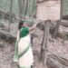 चाकुलिया : मुटुरखाम के बेड़ाडीह जंगल में प्रवेश निषेध पकड़े गये तो देना होगा 5001 रुपये जुर्माना