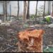 jamshedpur-illegal-work-जमशेदपुर में लॉकडाउन के बीच माफियाओं का कमाल, को-ऑपरेटिव कॉलेज में पेड़ों को काटकर बेचा