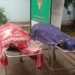 saraikela-big-news-सरायकेला-खरसावां में बड़ी घटना, एक जहरीले सांप ने दो लोगो को एक साथ काटा, दोनों की मौत
