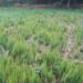jamshedpur- rural-चाकुलिया के लौधाशोली में हाथियों के झुंड ने 25 बीघा जमीन पर लगे धान की फसल को रौंद कर बर्बाद किया, किसानों को भारी नुकसान