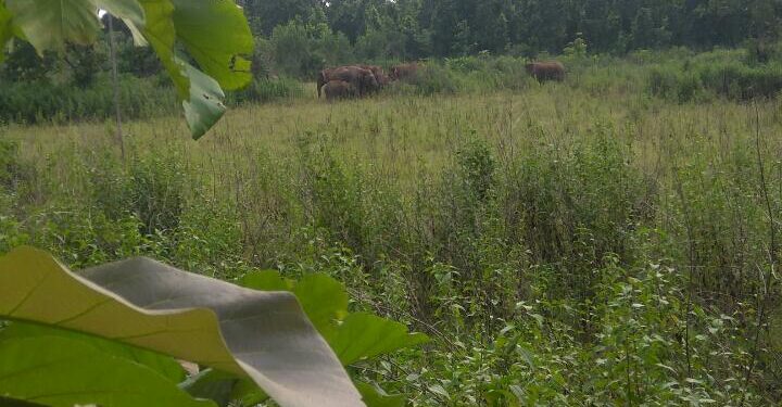 jamshedpur-rural-elephant-attack-चाकुलिया के कई गांवों में घुमने पहुंचा 22 हाथियों का झुंड, गांव में दहशत jamshedpur-rural-elephant-attack-चाकुलिया के कई गांवों में घुमने पहुंचा 22 हाथियों का झुंड, गांव में दहशत