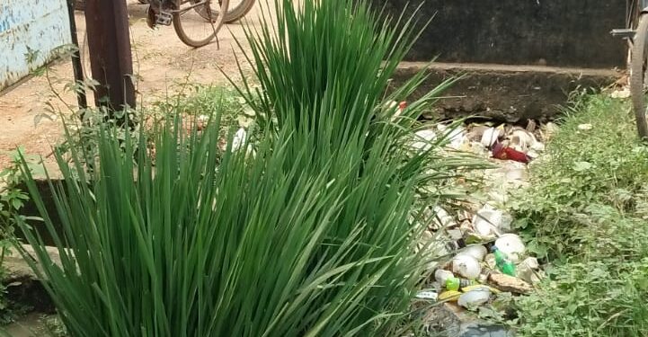 jamshedpur- rural-चाकुलिया नगर पंचायत क्षेत्र में साफ- सफाई कार्यो की खुली पोल, नाली में कचरों के साथ धान का पौधा, चौक- चौराहों पर कचरों को अंबार
