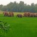 jamshedpur-rural-चाकुलिया के खेजुरिया गांव में हाथियों का झुंड पहुंचा, रातभर खेतों में मचाया उत्पात, किसान फसल को लेकर चिंतित, ग्रामीणों में दहशत