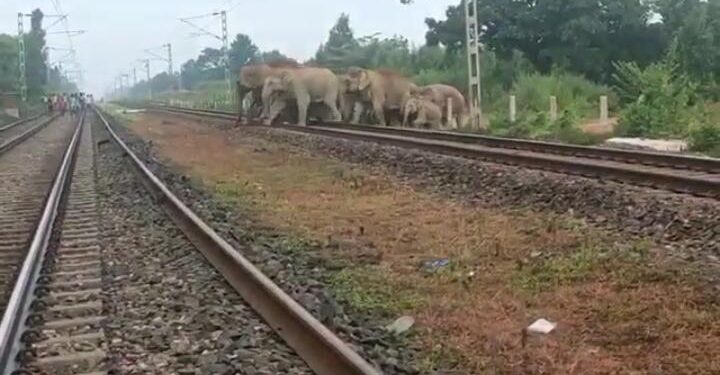jamshedpur-rural-कानीमाहली व सुनसुनिया जंगल से सटे रेलवे ट्रैक को पार करता है हाथियों का झुंड, कभी भी हो सकता है हादसा,   देखे हाथियों का ट्रैक पार करते- Video