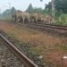 jamshedpur-rural-कानीमाहली व सुनसुनिया जंगल से सटे रेलवे ट्रैक को पार करता है हाथियों का झुंड, कभी भी हो सकता है हादसा, देखे हाथियों का ट्रैक पार करते- Video jamshedpur-rural-कानीमाहली व सुनसुनिया जंगल से सटे रेलवे ट्रैक को पार करता है हाथियों का झुंड, कभी भी हो सकता है हादसा, देखे हाथियों का ट्रैक पार करते- Video