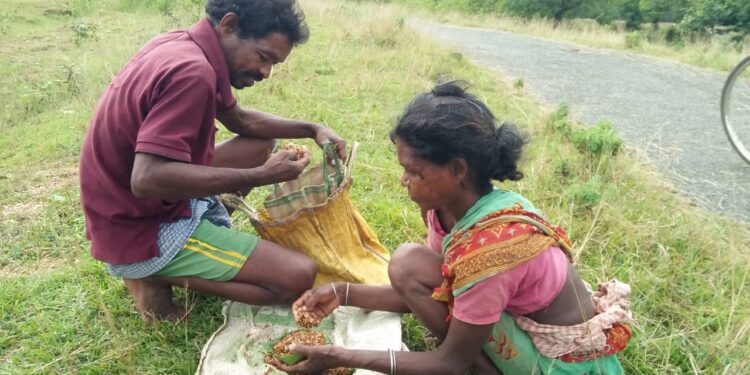 jamshedpur-rural-बहरागोड़ा के सबर टोला की रहने वाली खांदी सबर जंगल से कुरकूट(लालचिटी) चुनकर करती है जीवन-यापन jamshedpur-rural-बहरागोड़ा के सबर टोला की रहने वाली खांदी सबर जंगल से कुरकूट(लालचिटी) चुनकर करती है जीवन-यापन