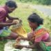 jamshedpur-rural-बहरागोड़ा के सबर टोला की रहने वाली खांदी सबर जंगल से कुरकूट(लालचिटी) चुनकर करती है जीवन-यापन