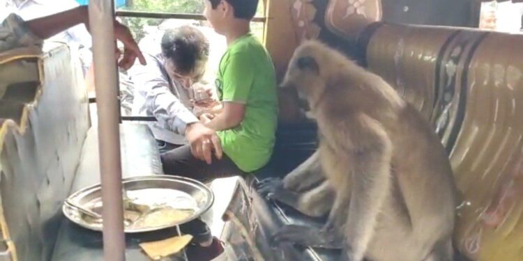 jamshedpur-unique-monkey-जमशेदपुर के एक अजीबोगरीब बंदर से मिलिये, जिसको पसंद है साकची का दोसा, हर दिन आता है यह बंदर, दोसा अगर दुकानदार दे दिया तो ठीक नहीं तो छीनकर खा लेता है दोसा, देखिये इस बंदर की कारस्तानी jamshedpur-unique-monkey-जमशेदपुर के एक अजीबोगरीब बंदर से मिलिये, जिसको पसंद है साकची का दोसा, हर दिन आता है यह बंदर, दोसा अगर दुकानदार दे दिया तो ठीक नहीं तो छीनकर खा लेता है दोसा, देखिये इस बंदर की कारस्तानी
