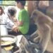jamshedpur-unique-monkey-जमशेदपुर के एक अजीबोगरीब बंदर से मिलिये, जिसको पसंद है साकची का दोसा, हर दिन आता है यह बंदर, दोसा अगर दुकानदार दे दिया तो ठीक नहीं तो छीनकर खा लेता है दोसा, देखिये इस बंदर की कारस्तानी