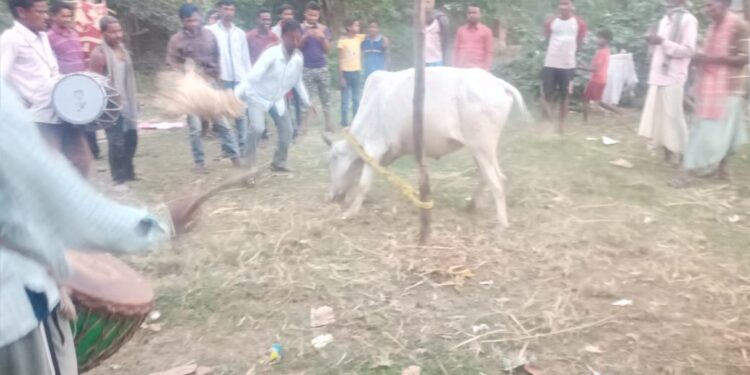 jamshedpur-rural- बांदना पर्व पर झरिया गांव में हुआ गोरू खुटान, ग्रामीणों ने बैल को नचाया