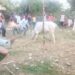 jamshedpur-rural- बांदना पर्व पर झरिया गांव में हुआ गोरू खुटान, ग्रामीणों ने बैल को नचाया jamshedpur-rural- बांदना पर्व पर झरिया गांव में हुआ गोरू खुटान, ग्रामीणों ने बैल को नचाया
