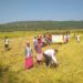 jamshedpur-rural-घाटशिला में कृषक पाठशाला आयोजित कर धान अधिप्राप्ति के प्रति किसानों को किया गया जागरूक