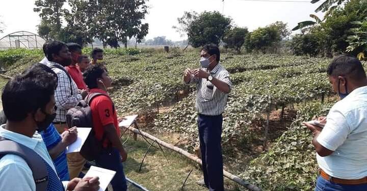 west-singhbhum-तांतनगर, मंझारी व चाईबासा के 75 किसानों ने किया परवल खेती फर्म का विजिट, किया जागरुक,मिला प्रशिक्षण