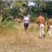 Saraikela-Rajnagar : राजनगर में मशीन से दब कर युवक की मौत