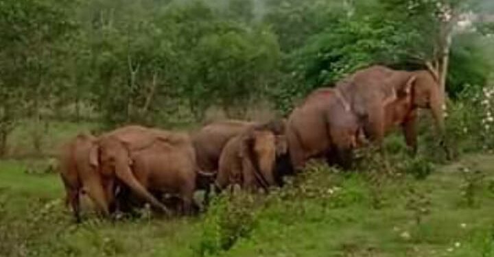 jamshedpur-rural-हाथियों के झुंड ने चाकुलिया वन विभाग के कर्मचारियों की बढ़ा दी परेशानी, ग्रामीण चाहते है कि हाथी मामले में सरकार ठोस पहल करें