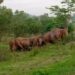jamshedpur-rural-हाथियों के झुंड ने चाकुलिया वन विभाग के कर्मचारियों की बढ़ा दी परेशानी, ग्रामीण चाहते है कि हाथी मामले में सरकार ठोस पहल करें jamshedpur-rural-हाथियों के झुंड ने चाकुलिया वन विभाग के कर्मचारियों की बढ़ा दी परेशानी, ग्रामीण चाहते है कि हाथी मामले में सरकार ठोस पहल करें