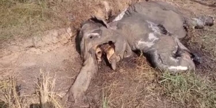 saraikela-elephant-attack-सरायकेला-खरसावां जिले की घटना, गांववाले जुटे थे हाथी भगाने, अचानक आ गया हाथी, एक को रौंदकर मार डाला saraikela-elephant-attack-सरायकेला-खरसावां जिले की घटना, गांववाले जुटे थे हाथी भगाने, अचानक आ गया हाथी, एक को रौंदकर मार डाला