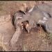 saraikela-elephant-attack-सरायकेला-खरसावां जिले की घटना, गांववाले जुटे थे हाथी भगाने, अचानक आ गया हाथी, एक को रौंदकर मार डाला