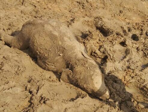saraikela-elephant-attack-सरायकेला में हाथियों के झुंड ने मचाया उत्पात, टेम्पो को तोड़ा, देखिये कैसे रौंद रहे हाथी इलाके को-देखिये-video saraikela-elephant-attack-सरायकेला में हाथियों के झुंड ने मचाया उत्पात, टेम्पो को तोड़ा, देखिये कैसे रौंद रहे हाथी इलाके को-देखिये-video