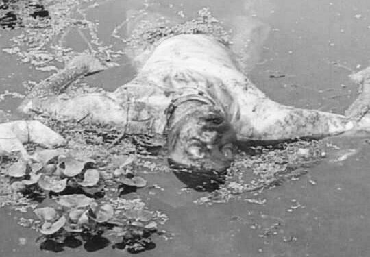 jamshedpur-dead-body-found-सोनारी में नदी में तैरती मिली युवक की लाश, क्षेत्र में सनसनी jamshedpur-dead-body-found-सोनारी में नदी में तैरती मिली युवक की लाश, क्षेत्र में सनसनी
