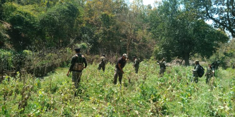 saraikela-police-success-कांड्रा पुलिस को बड़ी सफलता 5 एकड़ में हो रहे अवैध अफीम की खेती को किया नष्ट saraikela-police-success-कांड्रा पुलिस को बड़ी सफलता 5 एकड़ में हो रहे अवैध अफीम की खेती को किया नष्ट