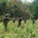 saraikela-police-success-कांड्रा पुलिस को बड़ी सफलता 5 एकड़ में हो रहे अवैध अफीम की खेती को किया नष्ट saraikela-police-success-कांड्रा पुलिस को बड़ी सफलता 5 एकड़ में हो रहे अवैध अफीम की खेती को किया नष्ट