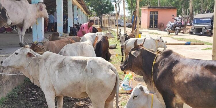 jharkhand-recovery-लोहरदगा में पशु तस्करों के हौसले बुलंद, 10 चक्का ट्रक में 27 मवेशियों को अमानवीय ढंग से ठूस कर ले जाया जा रहा था, दम घुटने से दो मवेशी की हुई मौत, वाहन जांच के दौरान हुआ खुलासा jharkhand-recovery-लोहरदगा में पशु तस्करों के हौसले बुलंद, 10 चक्का ट्रक में 27 मवेशियों को अमानवीय ढंग से ठूस कर ले जाया जा रहा था, दम घुटने से दो मवेशी की हुई मौत, वाहन जांच के दौरान हुआ खुलासा