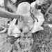 Jamshedpur-dead-body-found : सिदगोड़ा में मिला अधेड़ का शव, पुलिस पहचान में जुटी Jamshedpur-dead-body-found : सिदगोड़ा में मिला अधेड़ का शव, पुलिस पहचान में जुटी