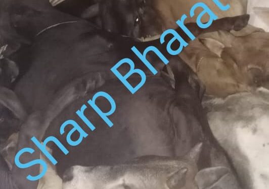 jamshedpur-cow-smuggling-आजादनगर में नौ मवेशियों को ले जा रहा पिकअप वैन धराया, चालक को पकड़कर पुलिस के हवाले किया jamshedpur-cow-smuggling-आजादनगर में नौ मवेशियों को ले जा रहा पिकअप वैन धराया, चालक को पकड़कर पुलिस के हवाले किया