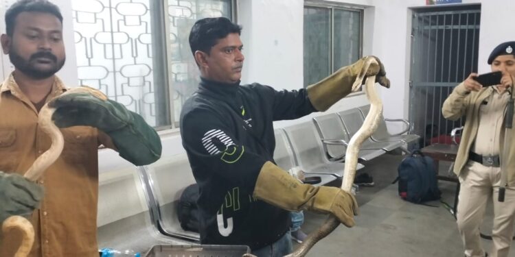 Jamshedpur-snake-lizard-smuggling : जमशेेदपुुर के रास्ते सांप की तस्करी करते टाटानगर स्टेशन से महिला पकड़ाई, जहरीले सांप और छिपकिली-कीड़े बरामद, आरपीएफ कर रही है महिला से पूछताछ, चौंकानेवाले खुलासे, सांप की पहचान के लिए आरपीएफ ने स्नेक सेवर छोटू को बुलाया, देखें-Video और फोटो