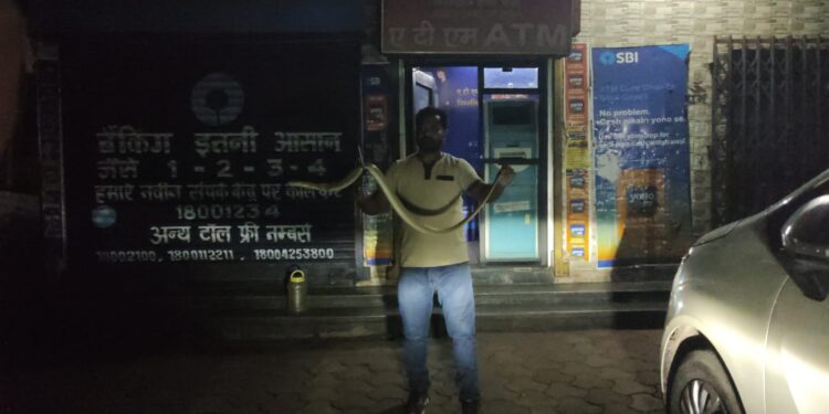 saraikela snake in atm : कांड्रा में एटीम में मिला सांप, हड़कंप