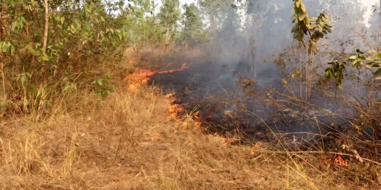 jamshedpur rural- बहरागोड़ा के झरिया मोड़ के पास जंगल में शरारती तत्वों ने लगायी आग, सैकड़ों पेड़-पौधे झुलसे jamshedpur rural- बहरागोड़ा के झरिया मोड़ के पास जंगल में शरारती तत्वों ने लगायी आग, सैकड़ों पेड़-पौधे झुलसे