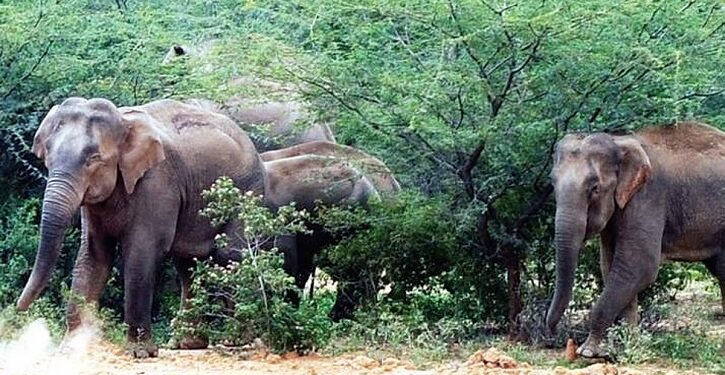 Jharkhand hazaribag tuskers kill six villagers : हजारीबाग के चुरचू में हाथियों ने छह ग्रामीणों की ले ली जान, पांच हाथियों का झुंड आधी रात में गांव पर बोला हमला, किसी को उठाकर पटका, किसी को पैरों तले कुचल डाला