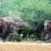 Jharkhand hazaribag tuskers kill six villagers : हजारीबाग के चुरचू में हाथियों ने छह ग्रामीणों की ले ली जान, पांच हाथियों का झुंड आधी रात में गांव पर बोला हमला, किसी को उठाकर पटका, किसी को पैरों तले कुचल डाला Jharkhand hazaribag tuskers kill six villagers : हजारीबाग के चुरचू में हाथियों ने छह ग्रामीणों की ले ली जान, पांच हाथियों का झुंड आधी रात में गांव पर बोला हमला, किसी को उठाकर पटका, किसी को पैरों तले कुचल डाला