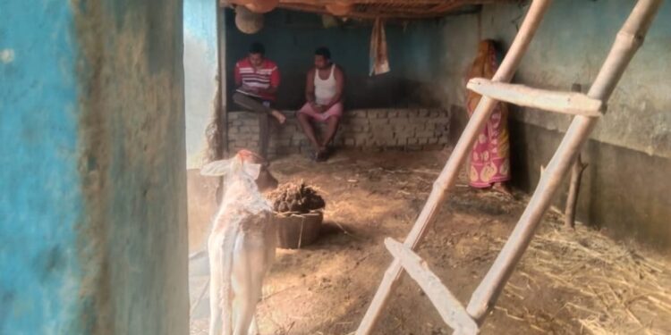 jamshedpur rural theft- बोड़ाम के केंदडीह टोला में ताला तोड़कर पशुधन की चोरी, पांच खस्सी उठा ले गए चोर, ग्रामीणों में दहशत jamshedpur rural theft- बोड़ाम के केंदडीह टोला में ताला तोड़कर पशुधन की चोरी, पांच खस्सी उठा ले गए चोर, ग्रामीणों में दहशत