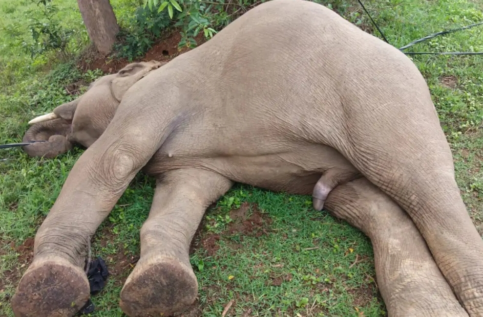 Saraikela elephant death : चांडिल के पास कुकड़ू में हाथी की मौत, बिजली करंट की चपेट में आने से गयी महाकाय जानवर की जान