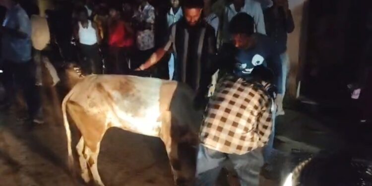 Jamshedpur border area hungama : कपाली में मवेशी की तस्करी कर ले जाये जा रही गाड़ी को लोगों ने पकड़ा, हंगामा, देखिये – video Jamshedpur border area hungama : कपाली में मवेशी की तस्करी कर ले जाये जा रही गाड़ी को लोगों ने पकड़ा, हंगामा, देखिये – video