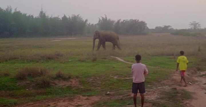 jamshedpur rural- चाकुलिया के रूपुषकुंडी फुटबॉल मैदान में निकला हाथी, किसान चिंतित, काफी मशक्कत के बाद ग्रामीणों ने जंगल की ओर खदेड़ा