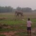 jamshedpur rural- चाकुलिया के रूपुषकुंडी फुटबॉल मैदान में निकला हाथी, किसान चिंतित, काफी मशक्कत के बाद ग्रामीणों ने जंगल की ओर खदेड़ा