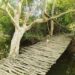 Jamshedpur wooden bridge- जमशेदपुर से सटे जंगल के बीच बना ‘काठ का पुल’ सबके आकर्षण का केंद्र, गर्मी में लोगों को मिलता है ठंडक व सुकून, बच्चों व युवाओं का है पसंदीदा ठिकाना Jamshedpur wooden bridge- जमशेदपुर से सटे जंगल के बीच बना ‘काठ का पुल’ सबके आकर्षण का केंद्र, गर्मी में लोगों को मिलता है ठंडक व सुकून, बच्चों व युवाओं का है पसंदीदा ठिकाना